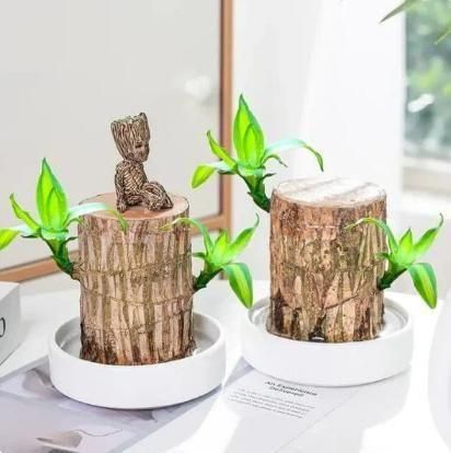 Brazilian Wood Plant Pack of 2 - Perfect for Indoor & Outdoor Decor