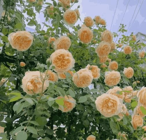 Elegant Climbing Rose Flower Seeds - Premium Quality for Beautiful Gardens and Outdoor Spaces