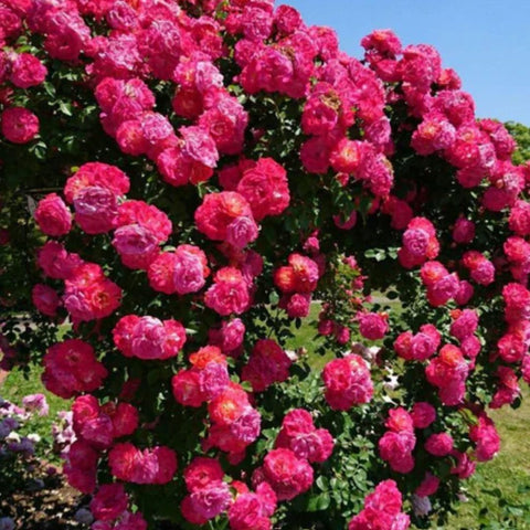 Elegant Climbing Rose Flower Seeds - Premium Quality for Beautiful Gardens and Outdoor Spaces