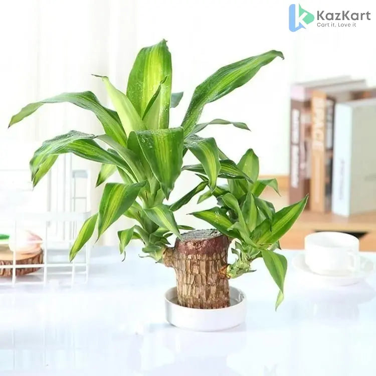 Brazilian Wood Plant Pack of 2 - Perfect for Indoor & Outdoor Decor  KazKart