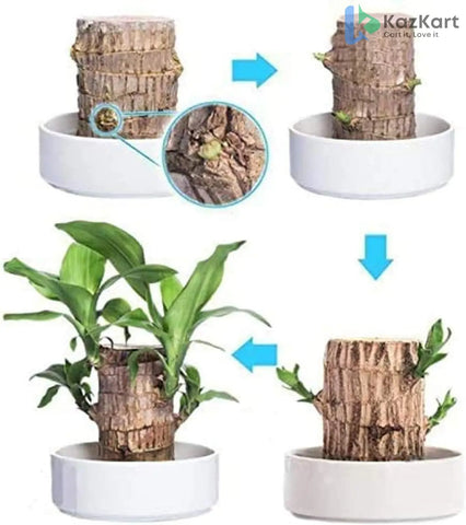 Brazilian Wood Plant Pack of 2 - Perfect for Indoor & Outdoor Decor  KazKart