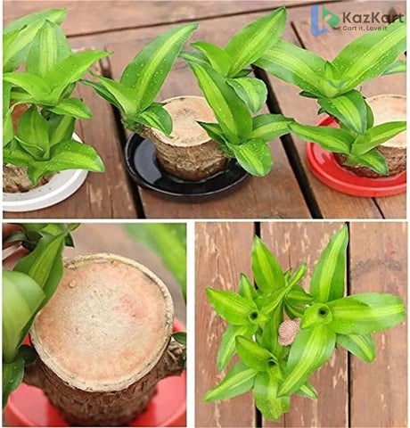 Brazilian Wood Plant Pack of 2 - Perfect for Indoor & Outdoor Decor  KazKart